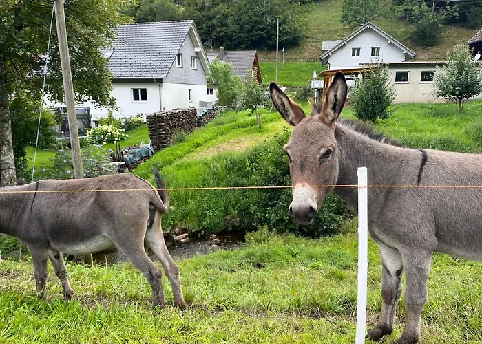 Ferienwohnung Im Historischen Schwarzwaldhaus